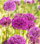Garten-Kugel-Lauch 'Purple Sensation' - Allium aflatunense 'Purple Sensation'
