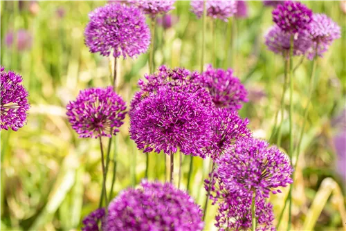 Garten-Kugel-Lauch 'Purple Sensation' - Allium aflatunense 'Purple Sensation'