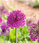Garten-Kugel-Lauch 'Purple Sensation' - Allium aflatunense 'Purple Sensation'