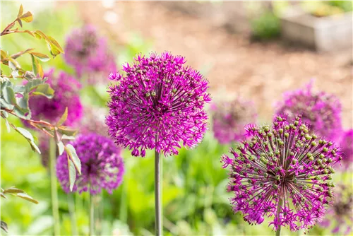 Garten-Kugel-Lauch 'Purple Sensation' - Allium aflatunense 'Purple Sensation'