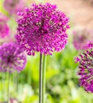 Garten-Kugel-Lauch 'Purple Sensation' - Allium aflatunense 'Purple Sensation'