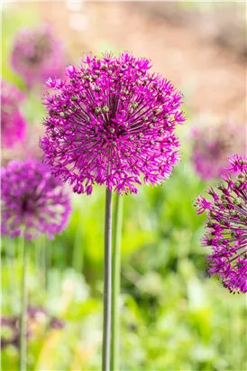 Garten-Kugel-Lauch 'Purple Sensation' - Allium aflatunense 'Purple Sensation'