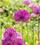 Garten-Kugel-Lauch 'Purple Sensation' - Allium aflatunense 'Purple Sensation'