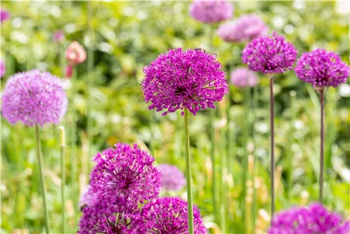 Garten-Kugel-Lauch 'Purple Sensation' - Allium aflatunense 'Purple Sensation'