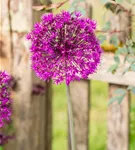 Garten-Kugel-Lauch 'Purple Sensation' - Allium aflatunense 'Purple Sensation'