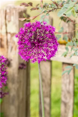 Garten-Kugel-Lauch 'Purple Sensation' - Allium aflatunense 'Purple Sensation'