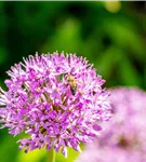 Garten-Kugel-Lauch 'Purple Sensation' - Allium aflatunense 'Purple Sensation'