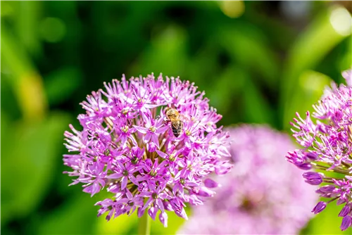 Garten-Kugel-Lauch 'Purple Sensation' - Allium aflatunense 'Purple Sensation'