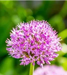 Garten-Kugel-Lauch 'Purple Sensation' - Allium aflatunense 'Purple Sensation'