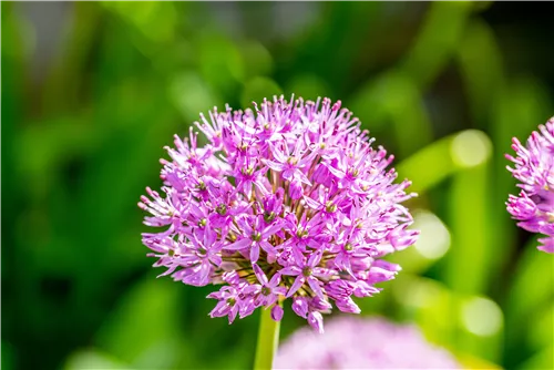 Garten-Kugel-Lauch 'Purple Sensation' - Allium aflatunense 'Purple Sensation'