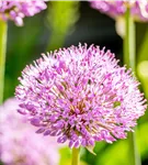 Garten-Kugel-Lauch 'Purple Sensation' - Allium aflatunense 'Purple Sensation'