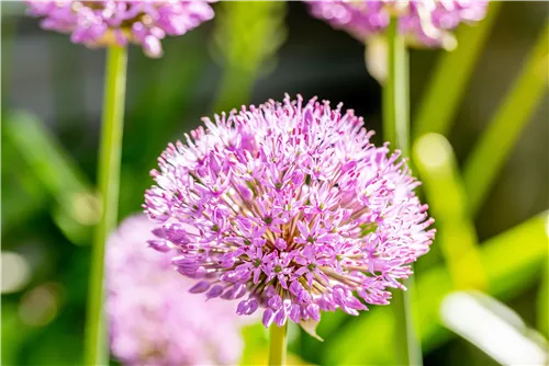 Garten-Kugel-Lauch 'Purple Sensation' - Allium aflatunense 'Purple Sensation'