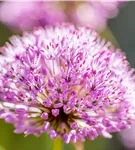 Garten-Kugel-Lauch 'Purple Sensation' - Allium aflatunense 'Purple Sensation'