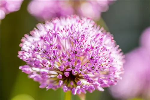 Garten-Kugel-Lauch 'Purple Sensation' - Allium aflatunense 'Purple Sensation'