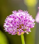 Garten-Kugel-Lauch 'Purple Sensation' - Allium aflatunense 'Purple Sensation'