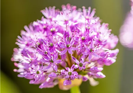 Allium aflatunense 'Purple Sensation' - Garten-Kugel-Lauch 'Purple Sensation'