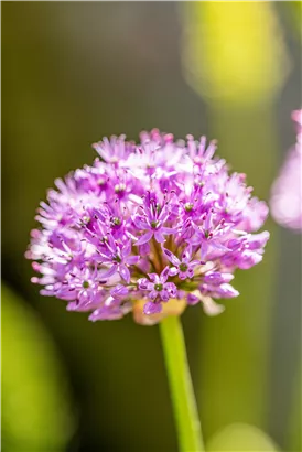 Garten-Kugel-Lauch 'Purple Sensation' - Allium aflatunense 'Purple Sensation'