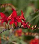 Montbretie - Crocosmia masoniorum
