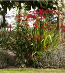 Montbretie - Crocosmia masoniorum
