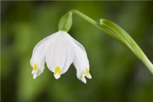 Frühlings-Knotenblume - Leucojum vernum