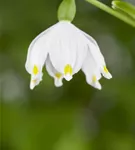 Frühlings-Knotenblume - Leucojum vernum