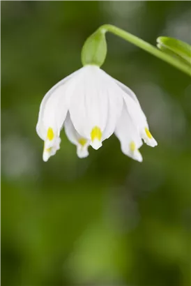 Frühlings-Knotenblume - Leucojum vernum