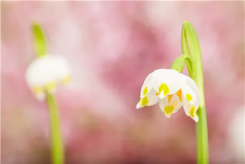 Frühlings-Knotenblume - Leucojum vernum