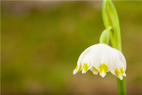 Frühlings-Knotenblume - Leucojum vernum