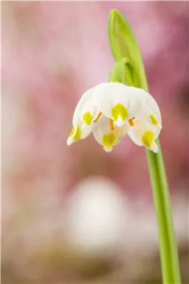 Frühlings-Knotenblume - Leucojum vernum
