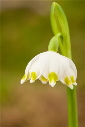 Frühlings-Knotenblume - Leucojum vernum