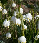 Frühlings-Knotenblume - Leucojum vernum
