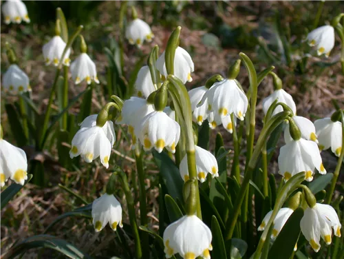 Frühlings-Knotenblume - Leucojum vernum