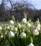 Frühlings-Knotenblume - Leucojum vernum