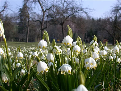Frühlings-Knotenblume - Leucojum vernum