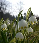 Frühlings-Knotenblume - Leucojum vernum
