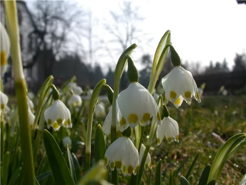 Frühlings-Knotenblume - Leucojum vernum