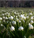 Frühlings-Knotenblume - Leucojum vernum