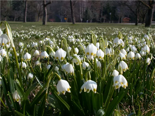 Frühlings-Knotenblume - Leucojum vernum