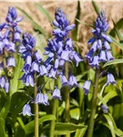 Garten-Hasenglöckchen 'Excelsior' - Hyacinthoides hispanica 'Excelsior'