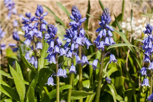 Garten-Hasenglöckchen 'Excelsior' - Hyacinthoides hispanica 'Excelsior'