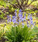 Garten-Hasenglöckchen 'Excelsior' - Hyacinthoides hispanica 'Excelsior'