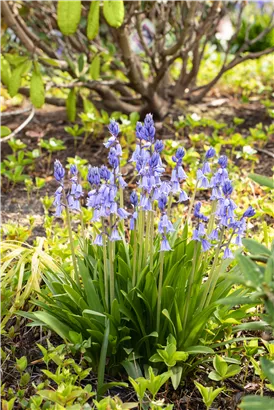 Garten-Hasenglöckchen 'Excelsior' - Hyacinthoides hispanica 'Excelsior'