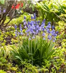 Garten-Hasenglöckchen 'Excelsior' - Hyacinthoides hispanica 'Excelsior'