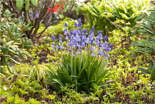 Garten-Hasenglöckchen 'Excelsior' - Hyacinthoides hispanica 'Excelsior'