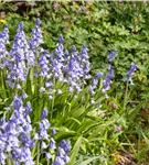 Garten-Hasenglöckchen 'Excelsior' - Hyacinthoides hispanica 'Excelsior'