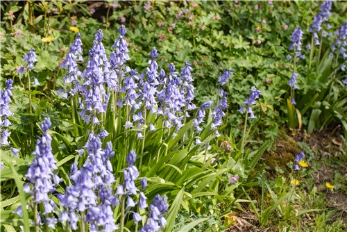 Garten-Hasenglöckchen 'Excelsior' - Hyacinthoides hispanica 'Excelsior'