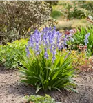 Garten-Hasenglöckchen 'Excelsior' - Hyacinthoides hispanica 'Excelsior'