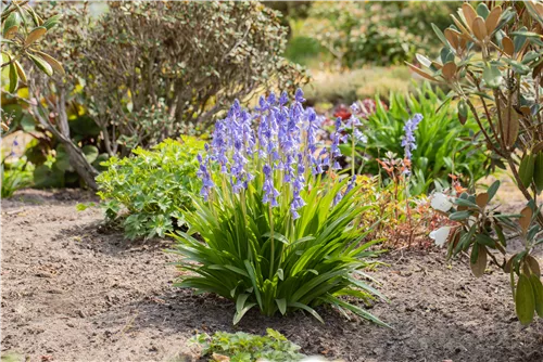 Garten-Hasenglöckchen 'Excelsior' - Hyacinthoides hispanica 'Excelsior'