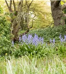 Garten-Hasenglöckchen 'Excelsior' - Hyacinthoides hispanica 'Excelsior'