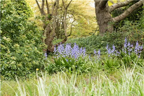 Garten-Hasenglöckchen 'Excelsior' - Hyacinthoides hispanica 'Excelsior'